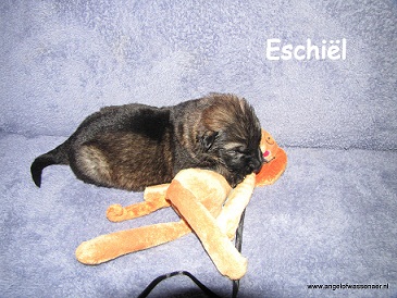 Eschiël, grauwe reu 2 weken jonge pup
